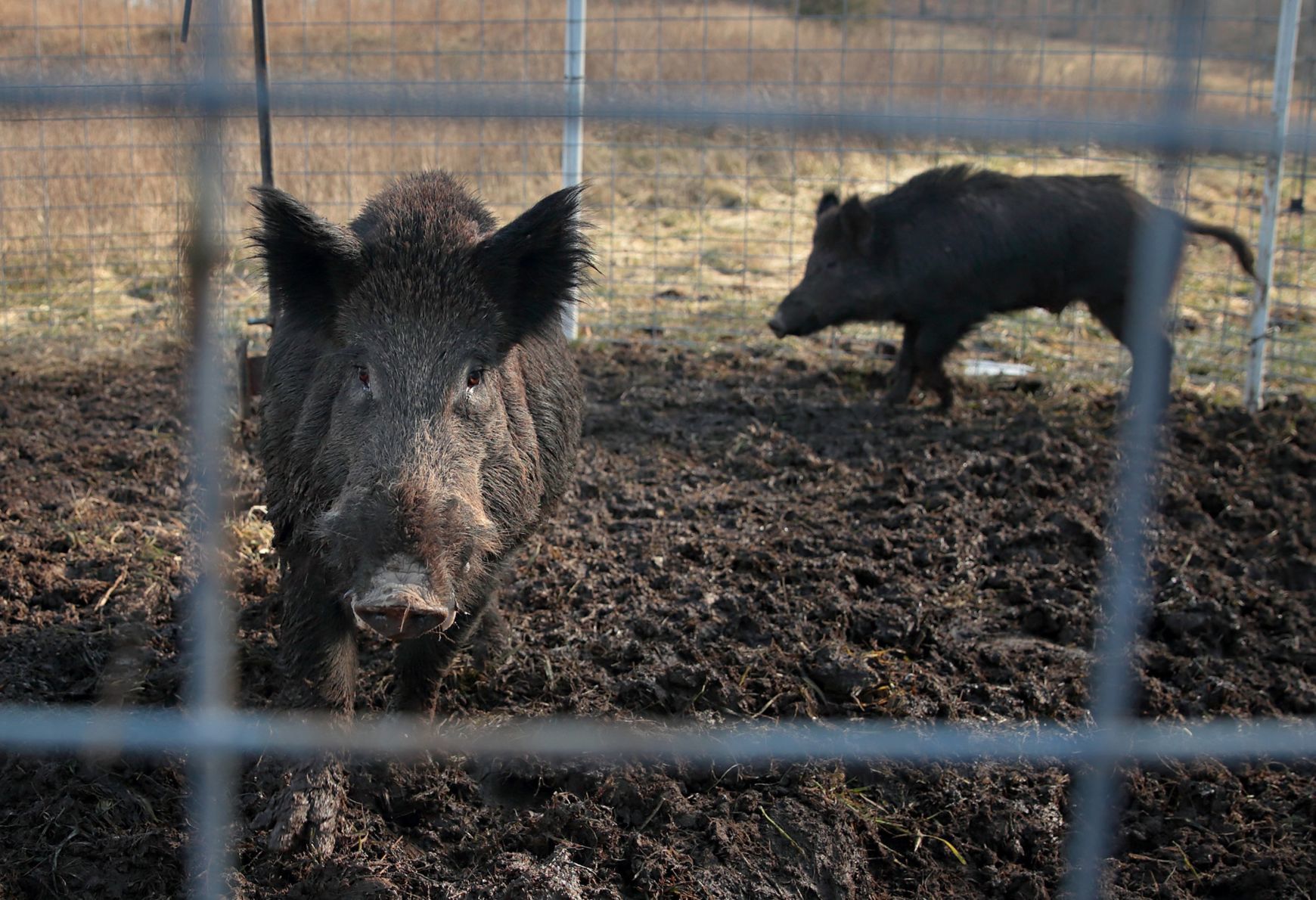 Controling Missouri's feral hog population